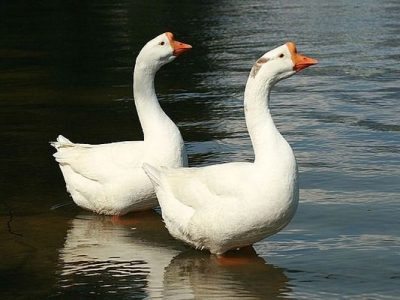 Bảng báo giá ngỗng giá rẻ nhất hiện nay