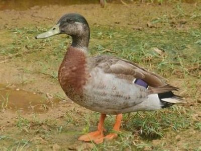 bảng báo giá vịt trời giá rẻ nhất hiện nay 2