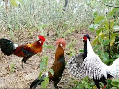 Bảng báo giá gà rừng giá rẻ nhất hiện nay 3