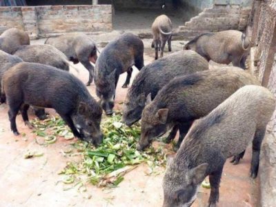 7 Địa chỉ bán lợn rừng tươi sống, chất lượng tại Hà Nội 3