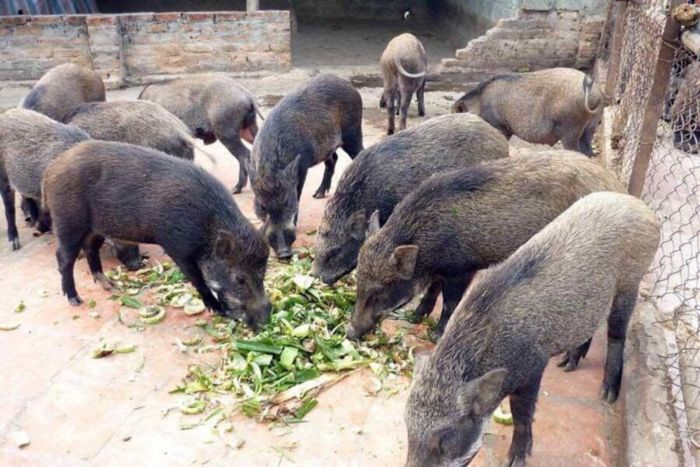  7 Địa chỉ bán lợn rừng tươi sống, chất lượng tại Hà Nội 3