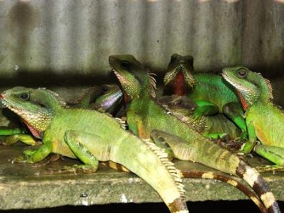 địa chỉ bán kỳ nhông