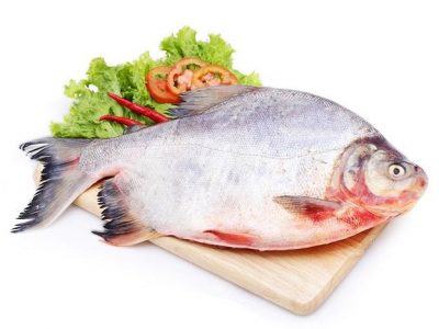 Bảng báo giá cá chim giá rẻ tươi sống nhất hiện nay 