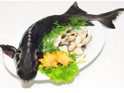 Cá tầm là con gì? Cá tầm là loài cá nước ngọt có giá trị dinh dưỡng cao. Với hàm lượng vitamin A, selen và DHA cao, bổ ích cho sức khỏe con người.
