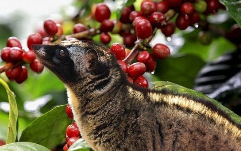 Top 3 Địa chỉ bán chồn hương( cầy hương)giá rẻ tại TP HCM