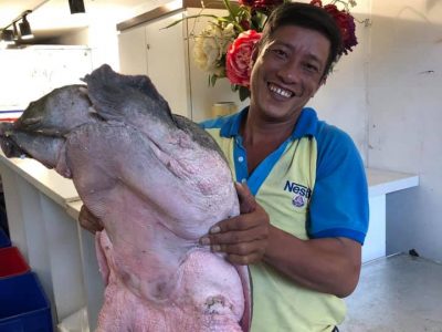 Địa chỉ mua thịt ba ba gai tươi sống chất lượng giá rẻ